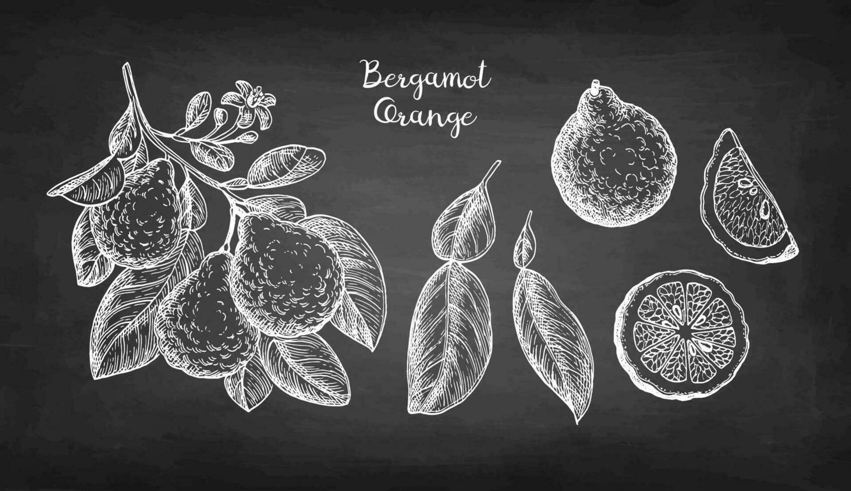 Bergamot orange. Branch, fruits and leaves. Chalk sketch set on blackboard background. Hand drawn vector illustration. Retro style.