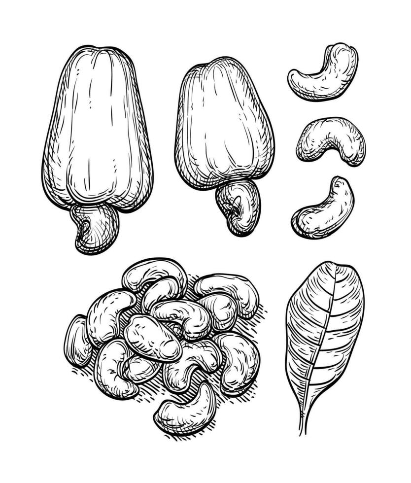 Cashew set. Ink sketch of nuts. Hand drawn vector illustration. Isolated on white background. Retro style.