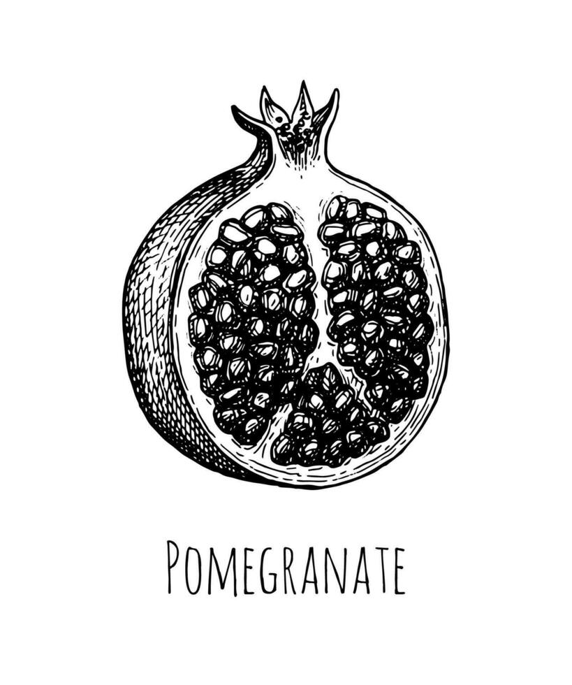 Pomegranate split open. Ink sketch isolated on white background. Hand drawn vector illustration. Retro style.