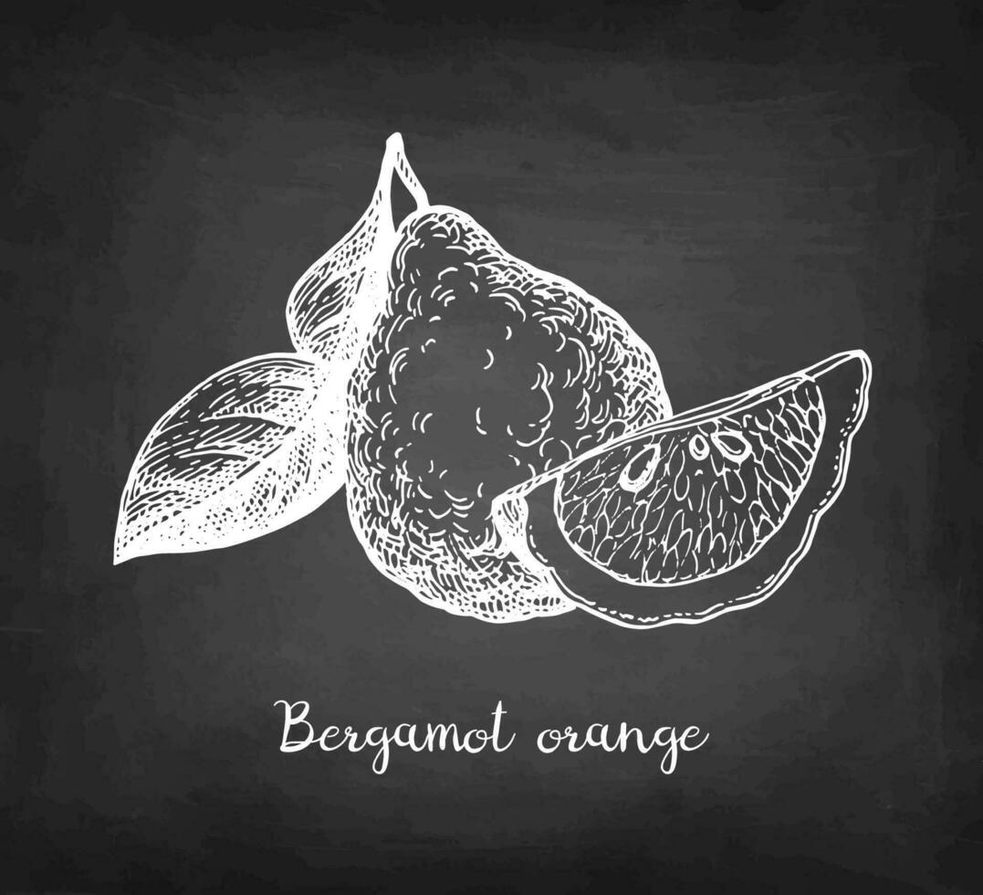 Bergamot orange. Chalk sketch on blackboard background. Hand drawn vector illustration. Retro style.