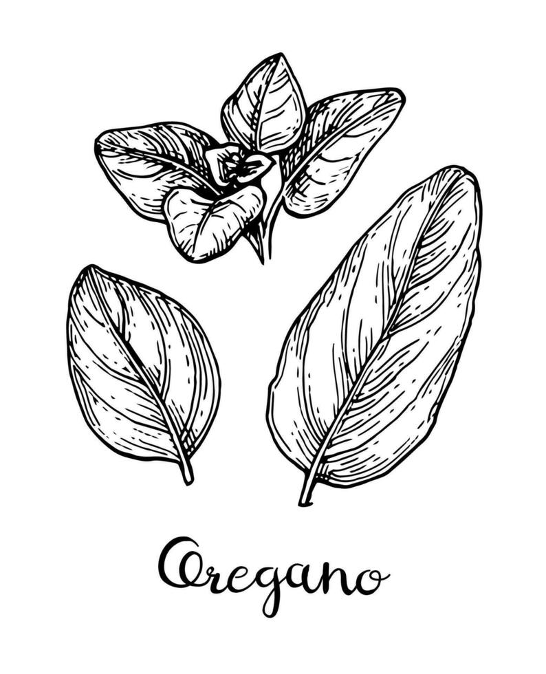 Oregano set. Ink sketch isolated on white background. Hand drawn vector illustration. Retro style.