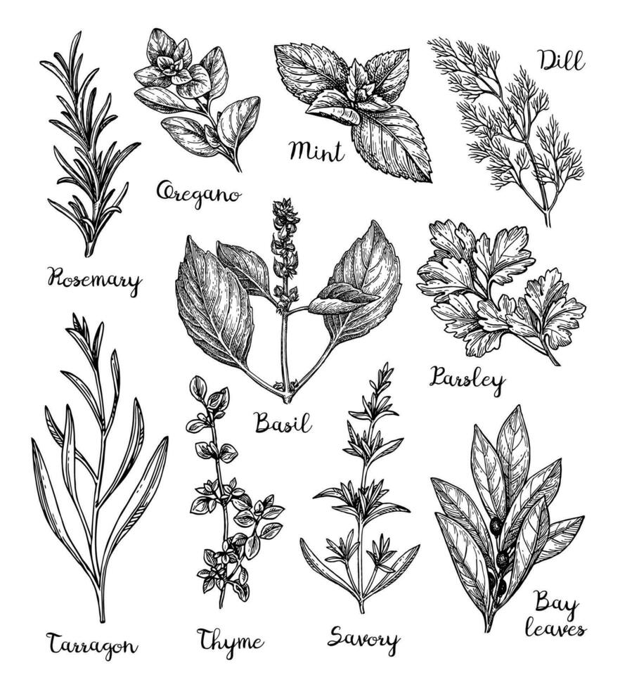 Herbs set. Collection of ink sketches isolated on white background. Hand drawn vector illustration. Retro style.