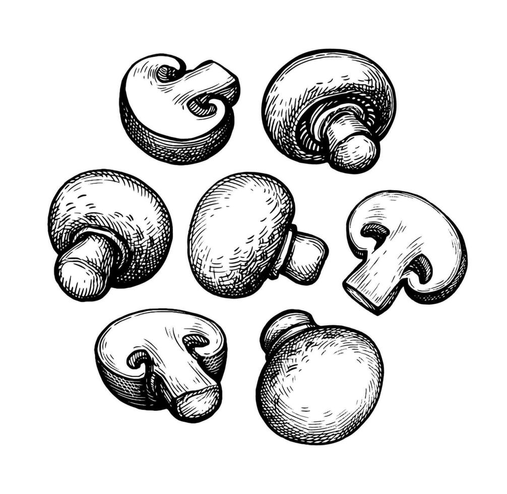 Champignon mushrooms set. Hand drawn ink sketch isolated on white. Vintage style. vector