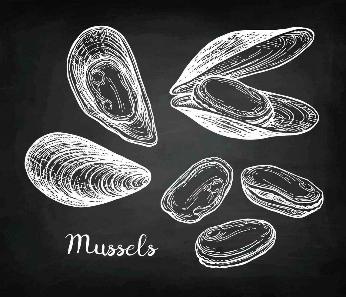 Mussels. Chalk sketch on blackboard background. Hand drawn vector illustration. Retro style.