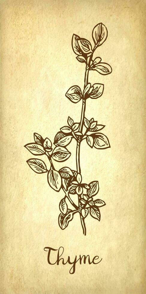Thyme ink sketch on old paper background. Hand drawn vector illustration. Retro style.