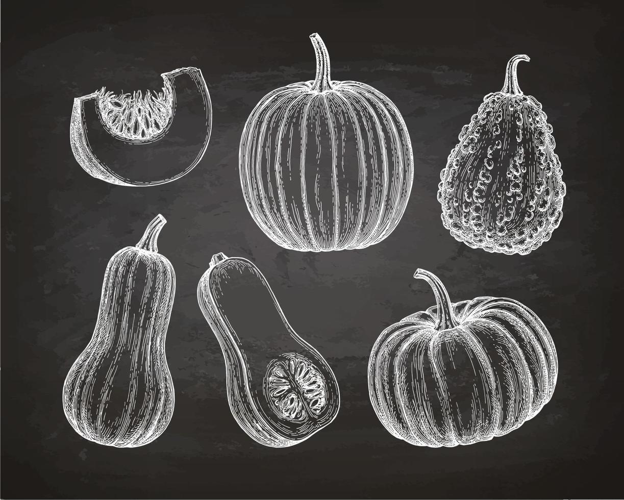 Pumpkins, butternut squash and gourd. Chalk sketch on blackboard background. Hand drawn vector illustration. Retro style.