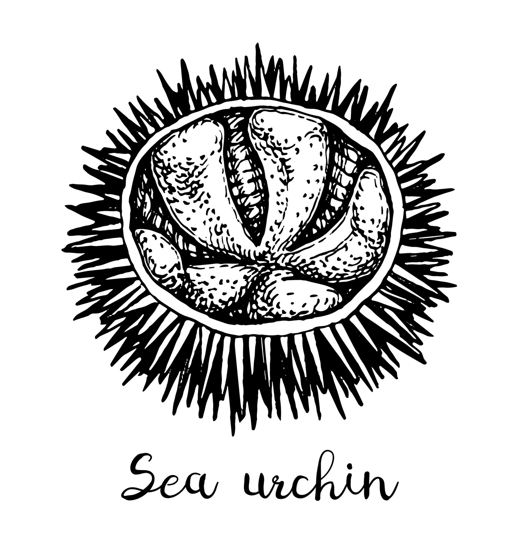 Sea urchin. Ink sketch of seafood. Hand drawn vector illustration