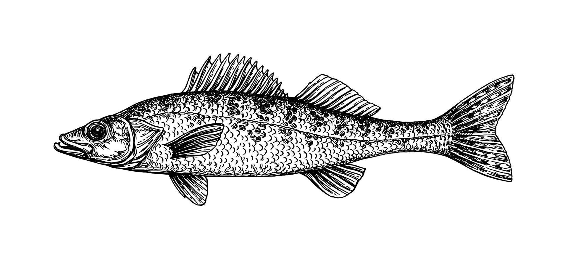 Walleye or yellow pike. Freshwater fish. Ink sketch isolated on white background. Hand drawn vector illustration. Retro style.