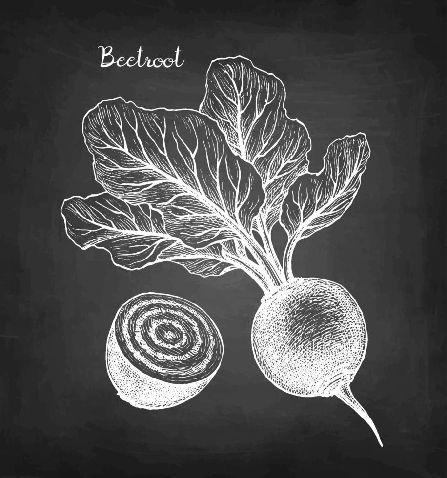 Beetroot with tops. Chalk sketch on blackboard background. Hand drawn vector illustration. Retro style.