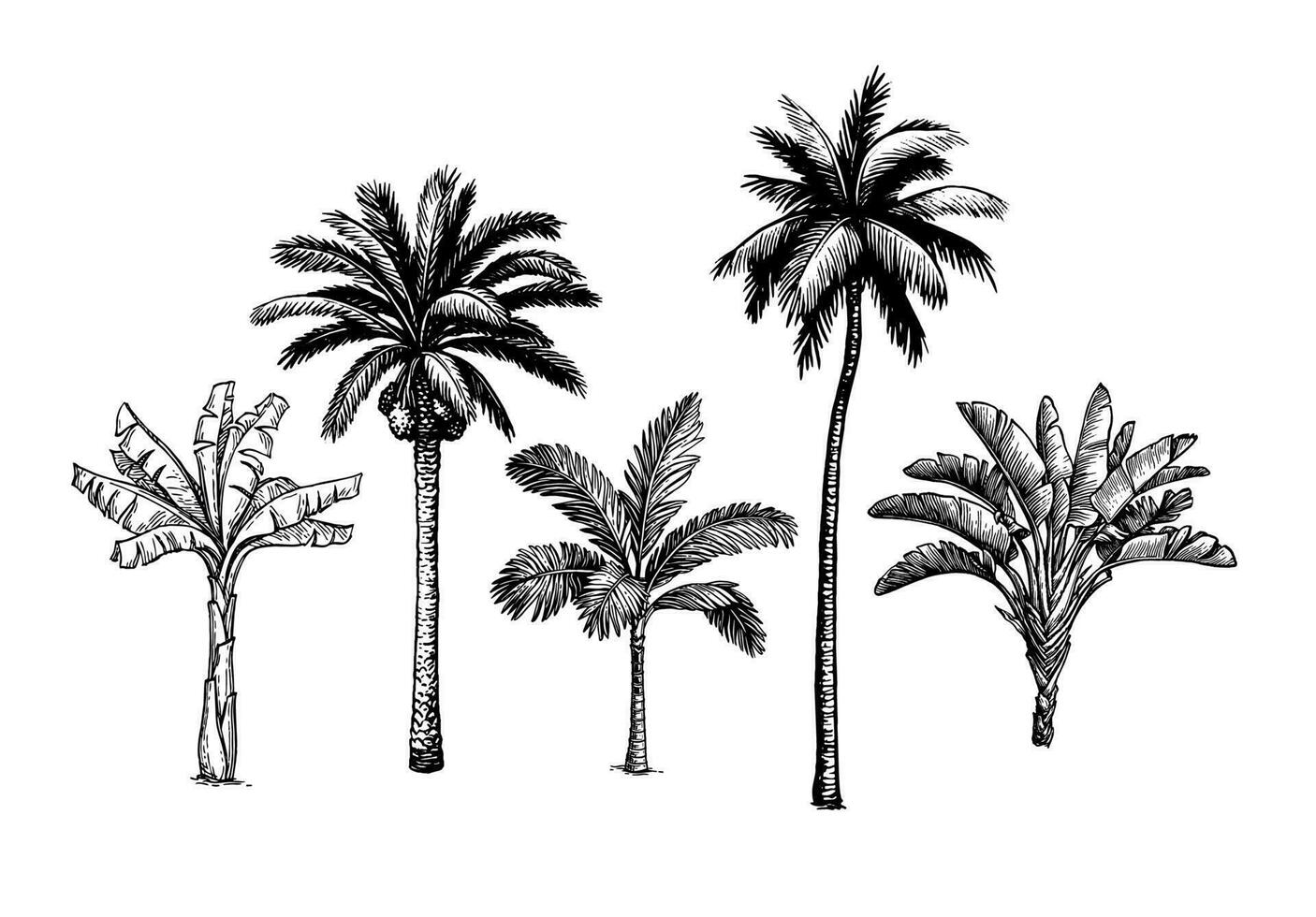 Palm tree set. Ink sketch isolated on white background. Hand drawn vector illustration. Retro style.