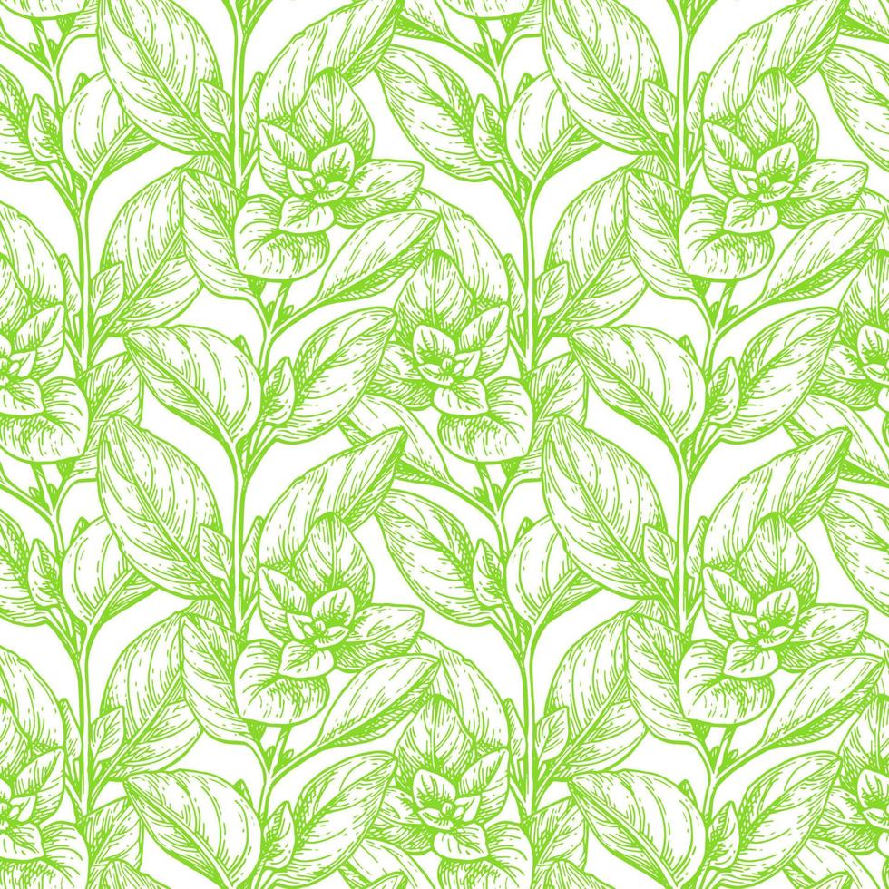Seamless pattern with oregano. Summer or spring background. Hand drawn vector illustration.