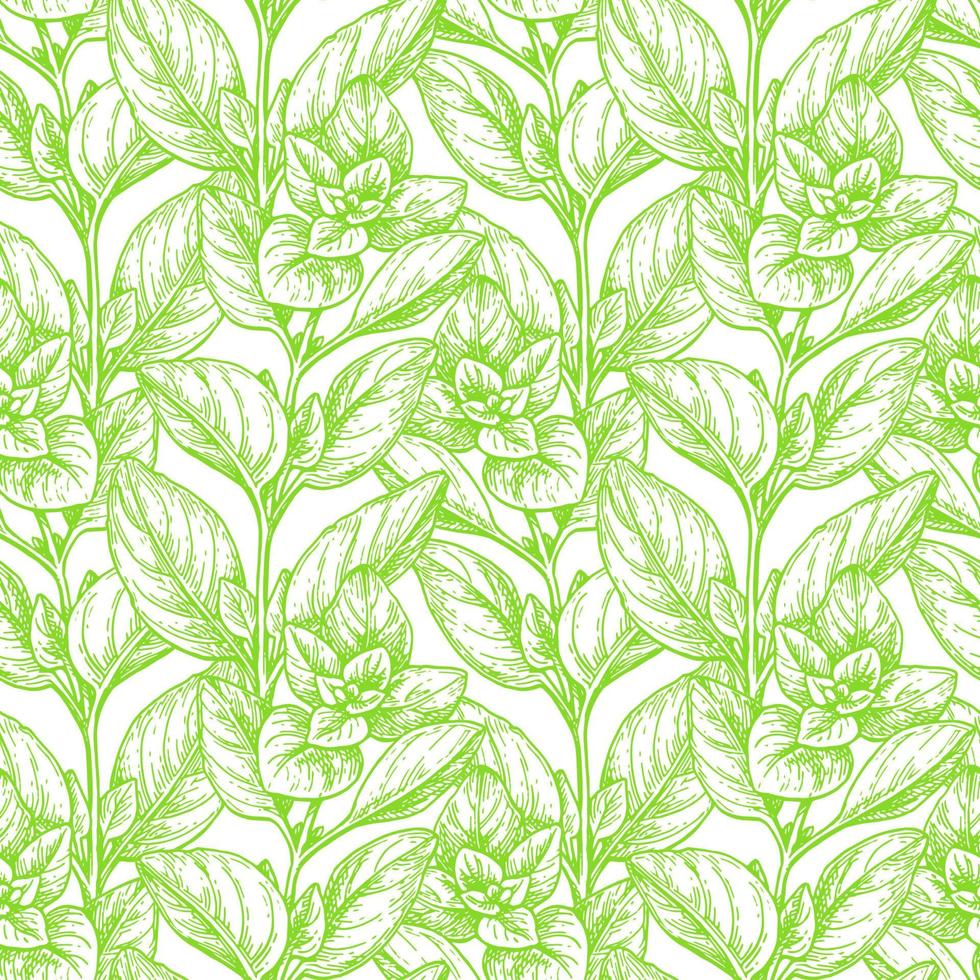 Seamless pattern with oregano. Summer or spring background. Hand drawn vector illustration.