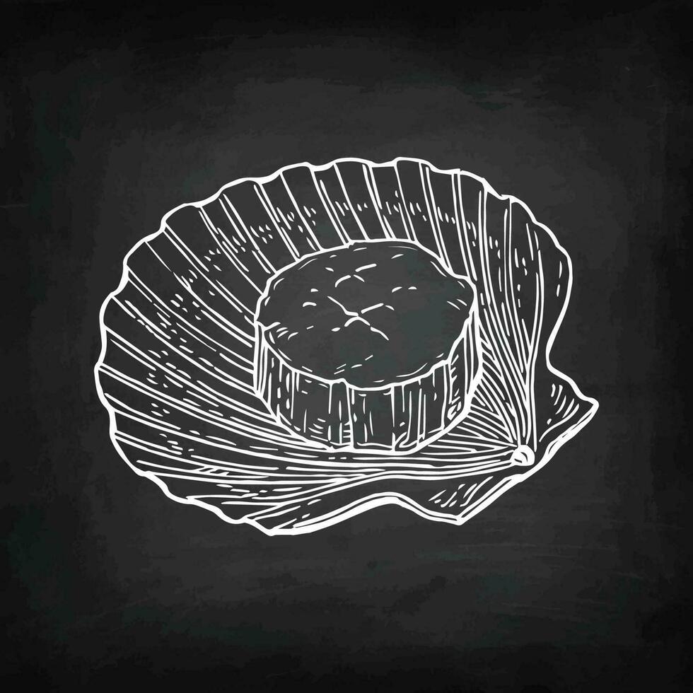 Scallop. Chalk sketch on blackboard background. Hand drawn vector illustration. Retro style.