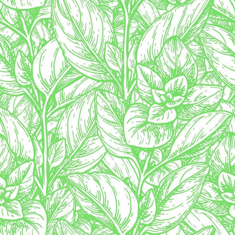 Seamless pattern with oregano. Summer or spring background. Hand drawn vector illustration.