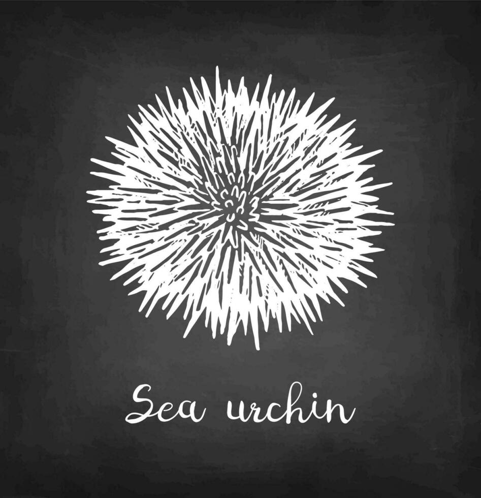 Sea urchin. Chalk sketch of seafood on blackboard background. Hand drawn vector illustration. Retro style.