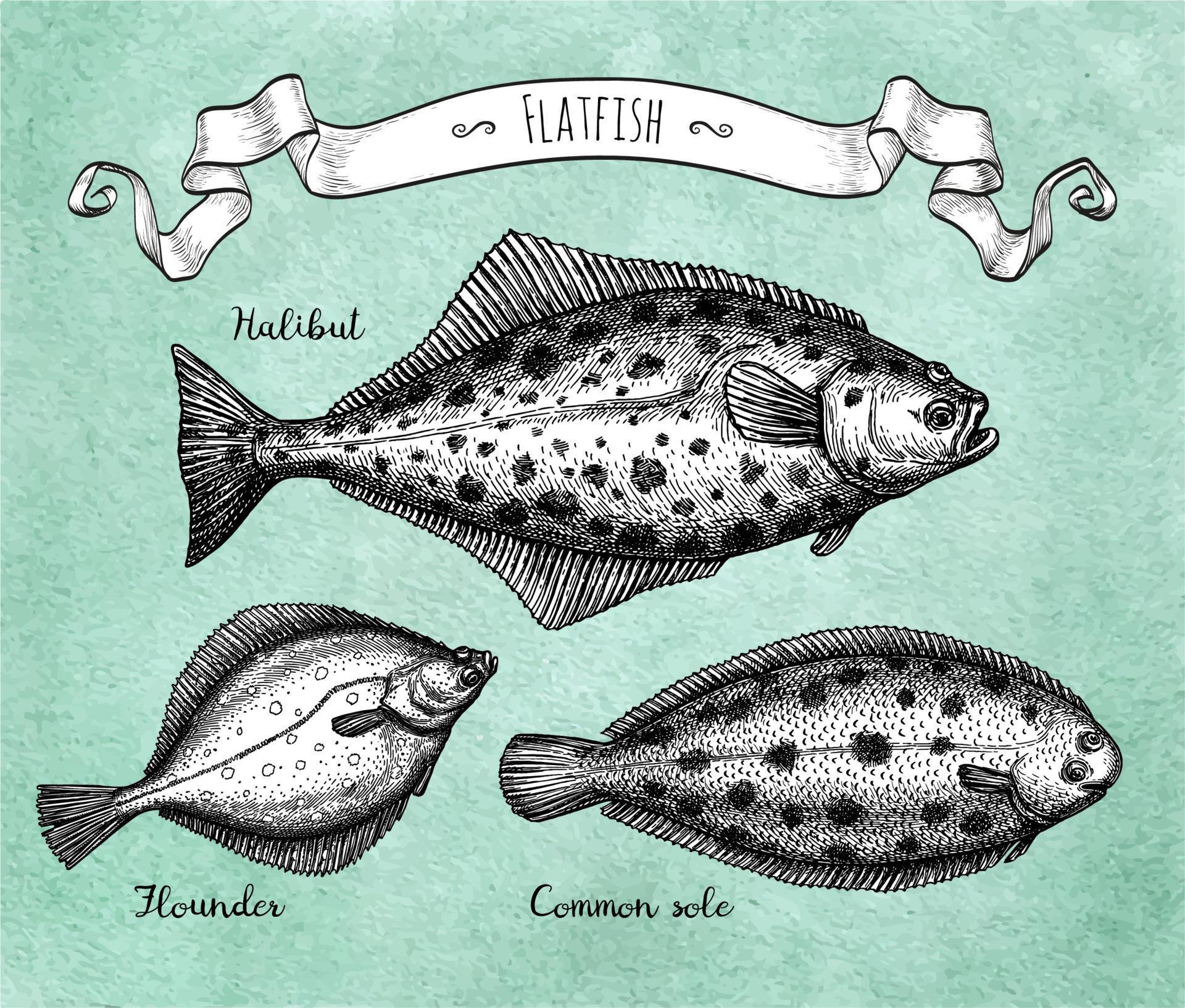 Flatfish. Ink sketch of halibut, common sole and flounder. Hand drawn