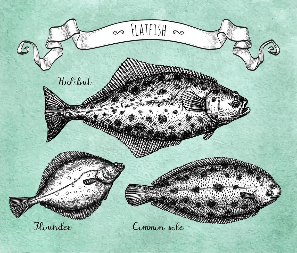 Flatfish. Ink sketch of halibut, common sole and flounder. Hand drawn vector illustration on old paper background. Retro style.