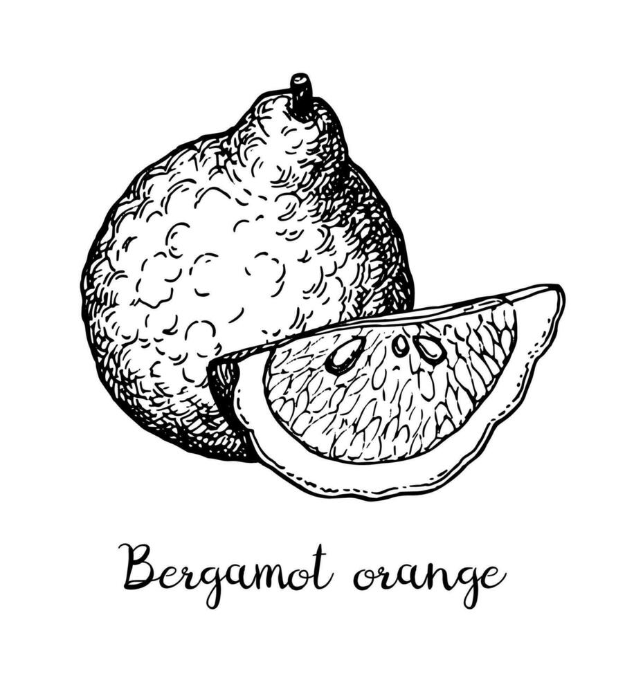 Bergamot orange. Ink sketch isolated on white background. Hand drawn vector illustration. Retro style.