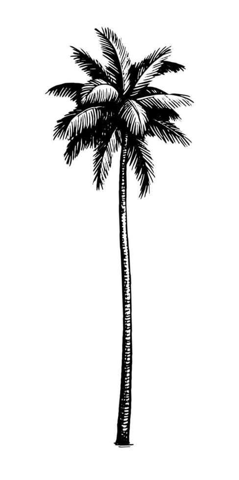 Coconut palm tree. Ink sketch isolated on white background. Hand drawn vector illustration. Retro style.