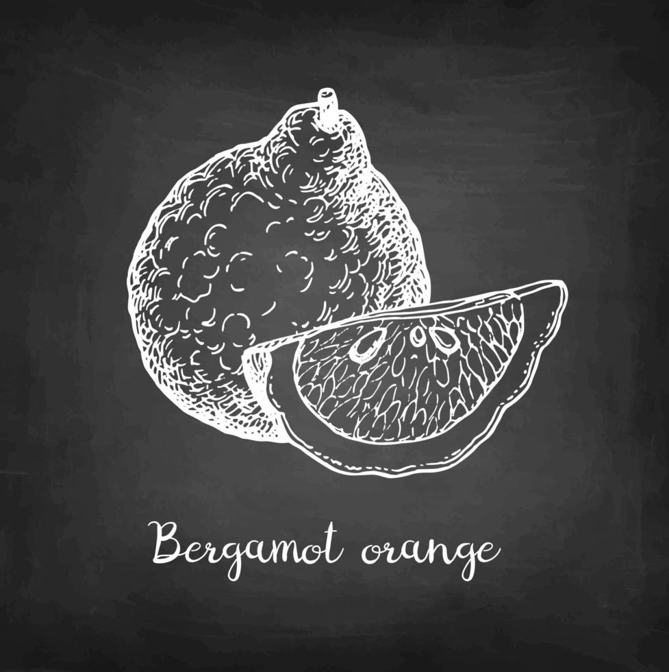 Bergamot orange. Chalk sketch on blackboard background. Hand drawn vector illustration. Retro style.