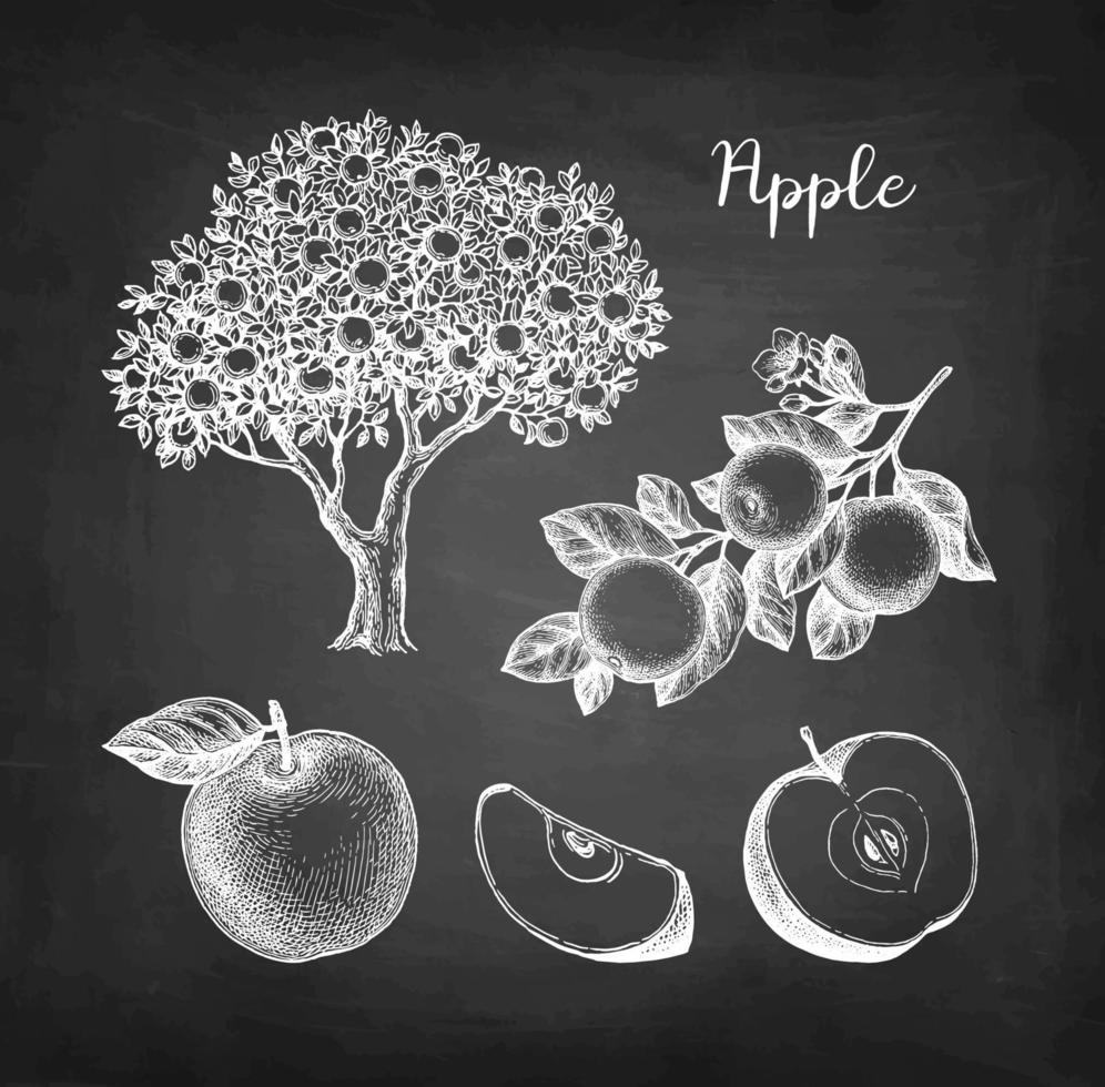 Apple tree, branch and fruits. Chalk sketch on blackboard background