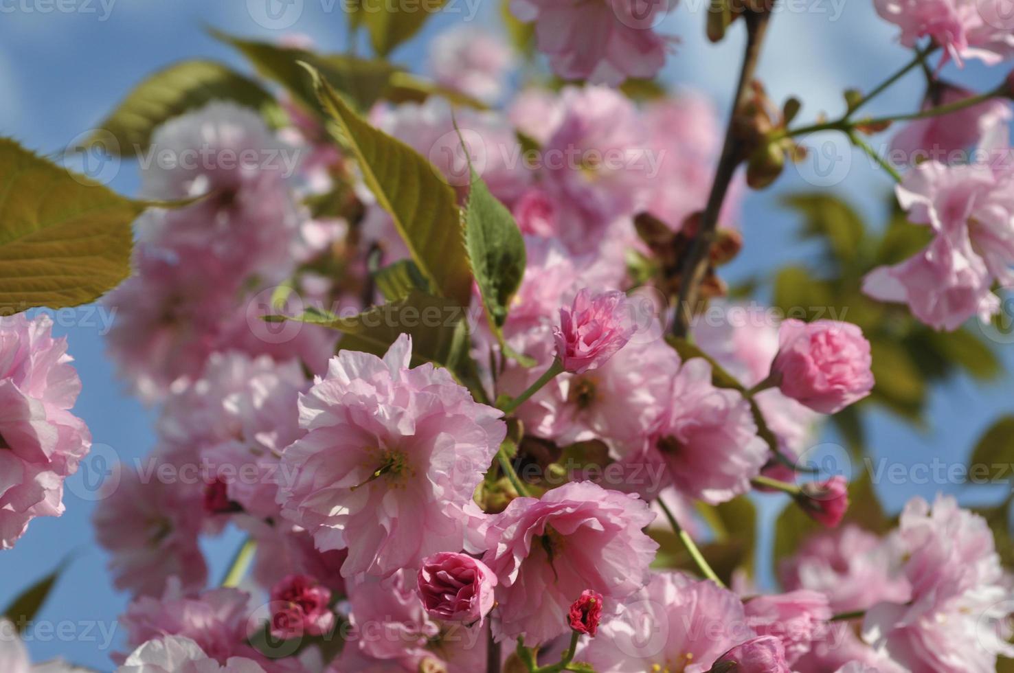 Sakura flower, close up photo