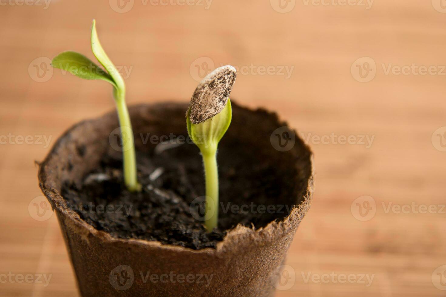 pumpkin sprout in a peat pot with a seed on the leaves on a brown background, planting seedlings photo