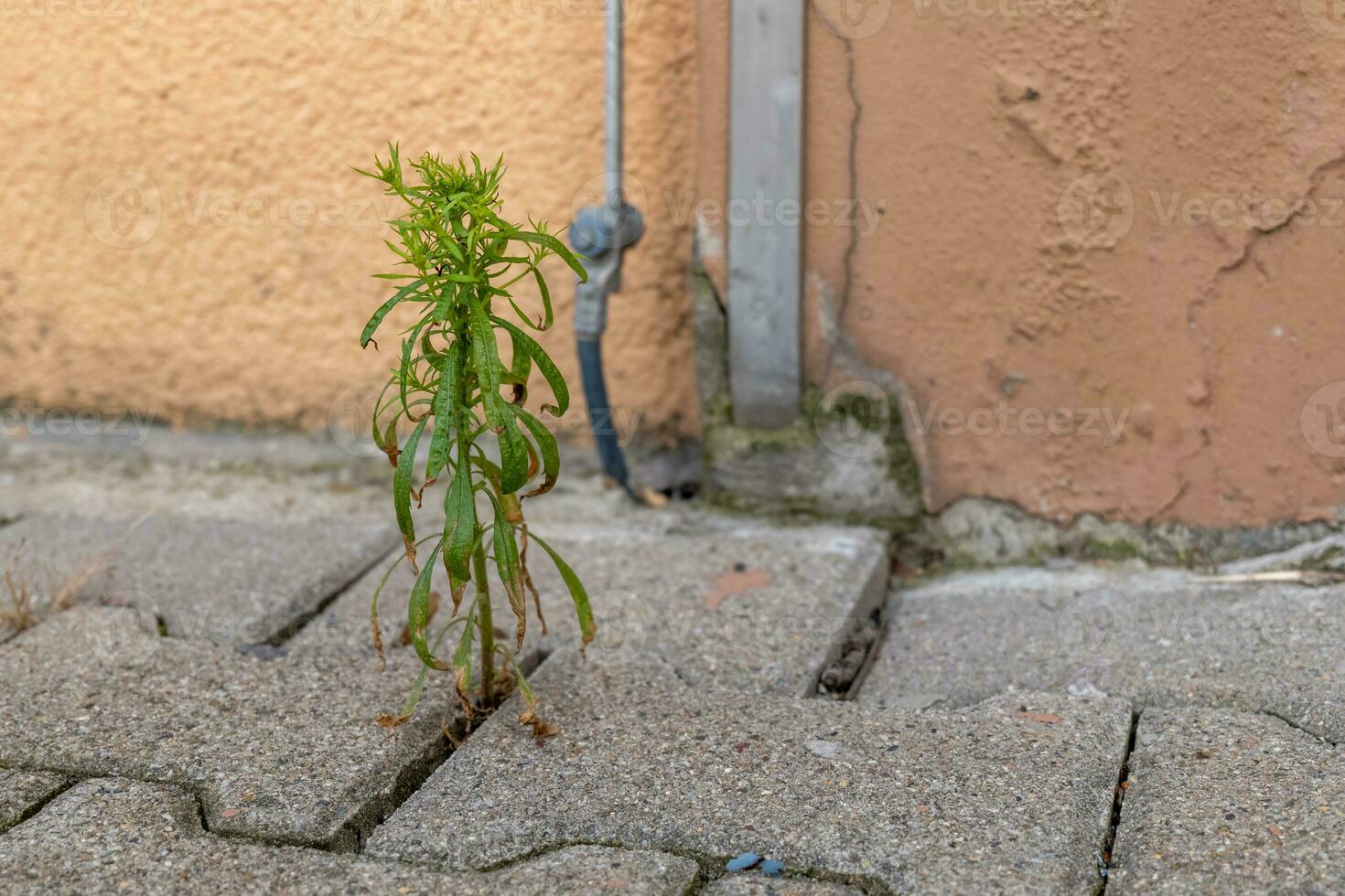 weeds between paving stones in front of a house wall photo