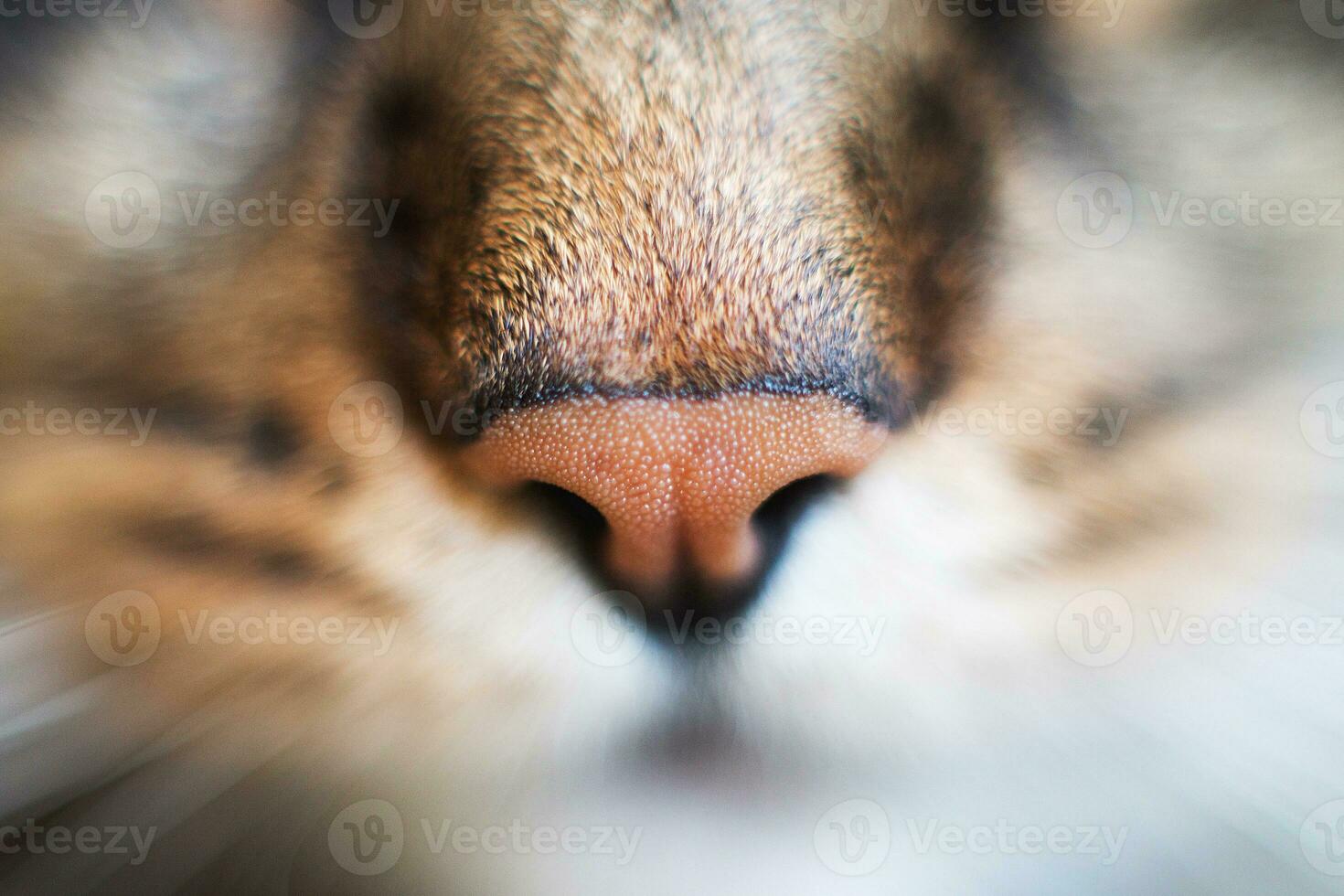 cat's nose close. cat's head with a nose close-up photo