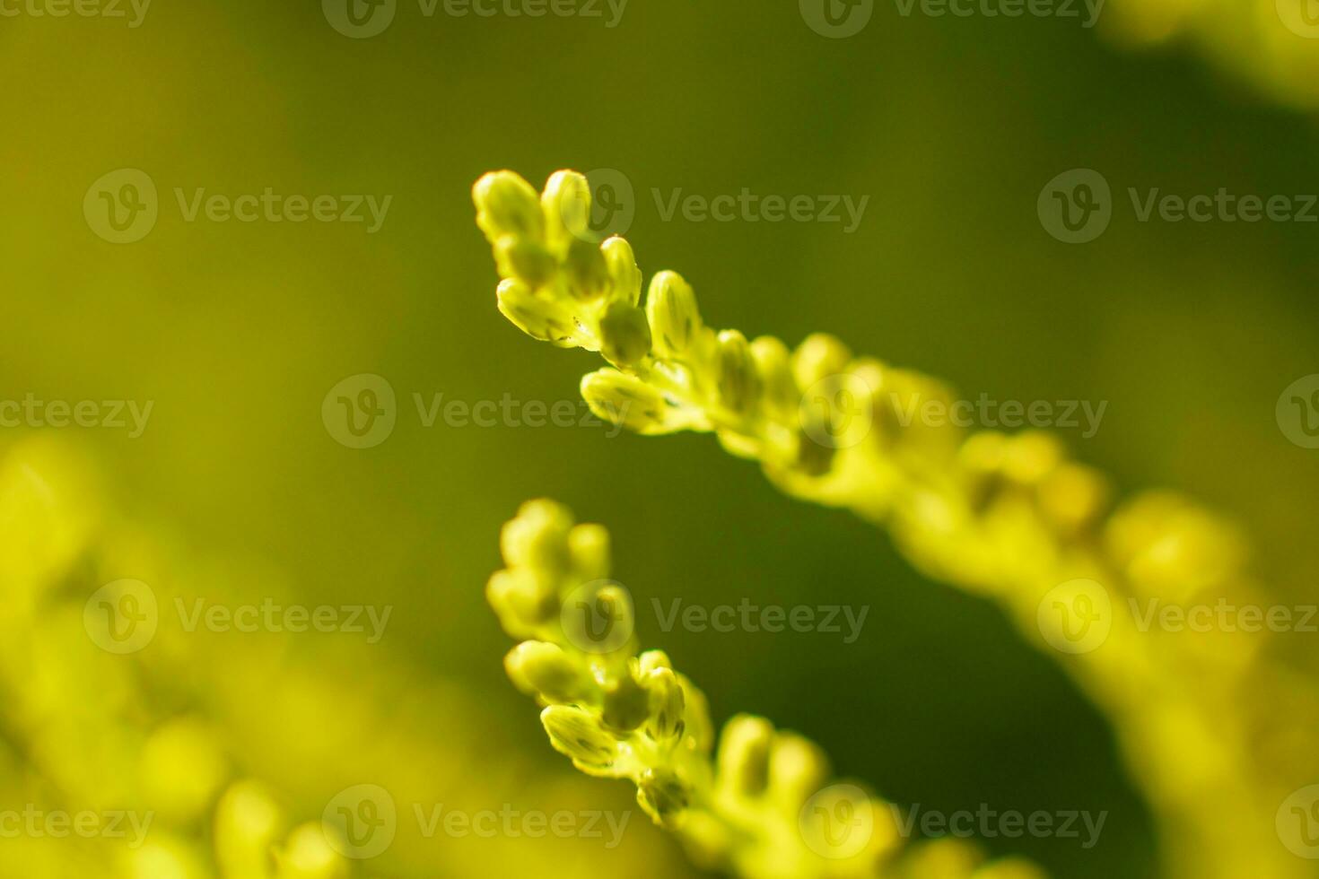 branch of a plant close-up on a green background photo