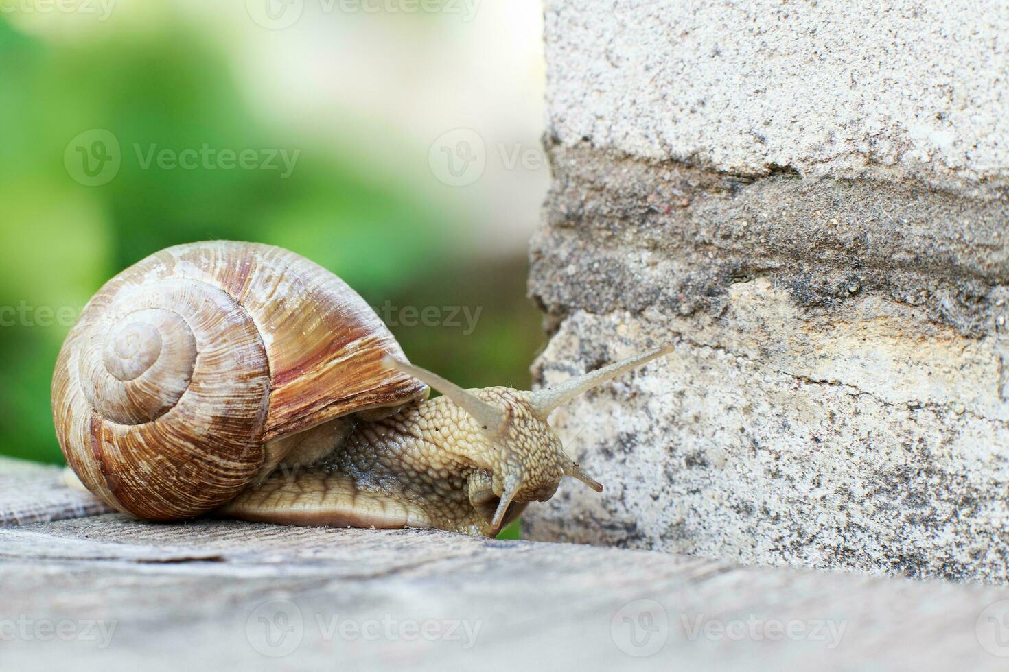 the snail is climbing the wall in the garden photo