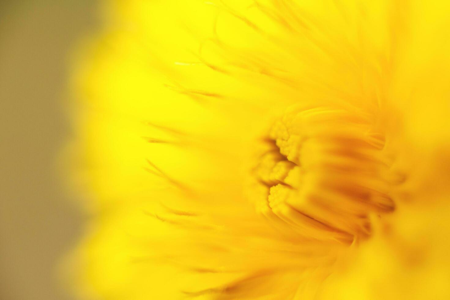 flower dandelion. macro photo. Yellow background. wallpaper. photo