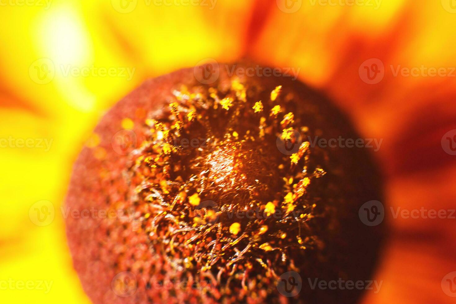 flower rudbeckia close-up. background. wallpaper photo