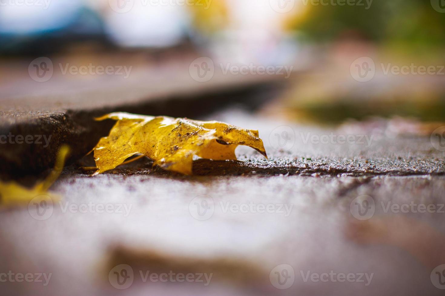 autumn leaf on the asphalt near a puddle photo