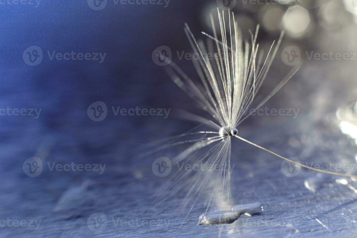 a drop of water on a dandelion. dandelion on a blue background with copy space close-up photo