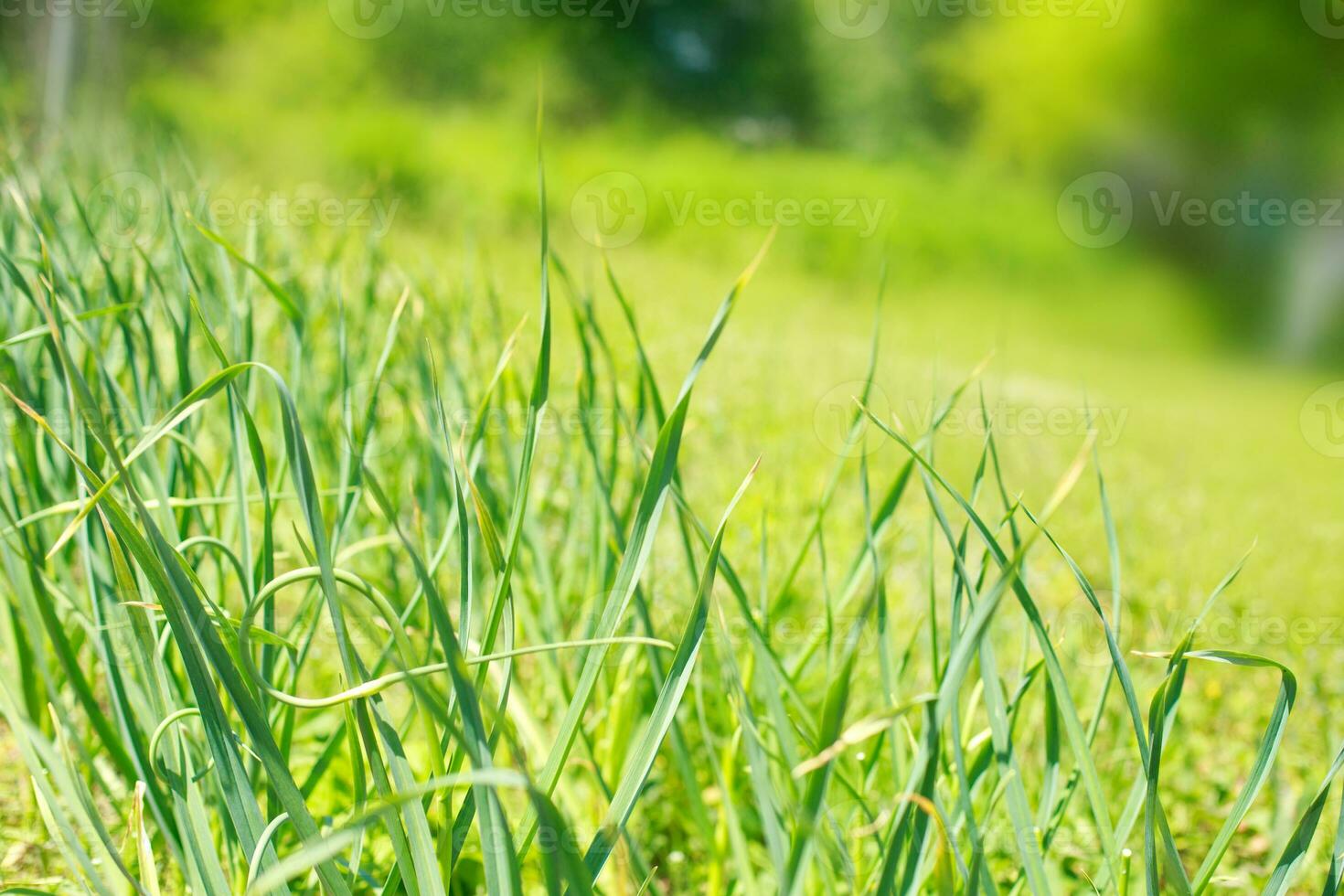 Garden onion in the garden. Onions grow on the bed photo