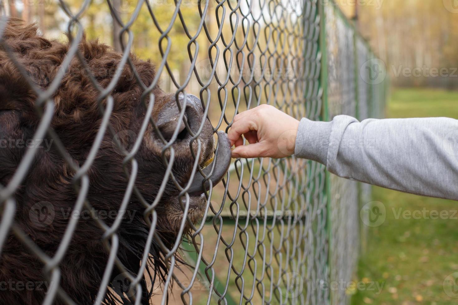 a man feeds a bison with a carrot at the zoo photo