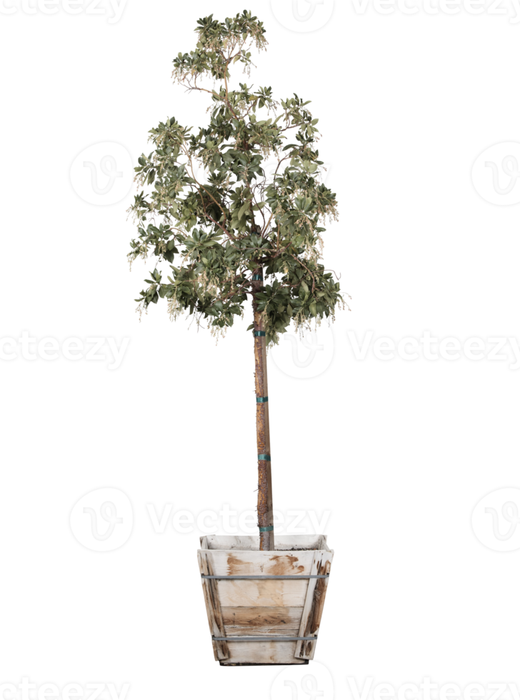 Célibataire arbre plante png transparent