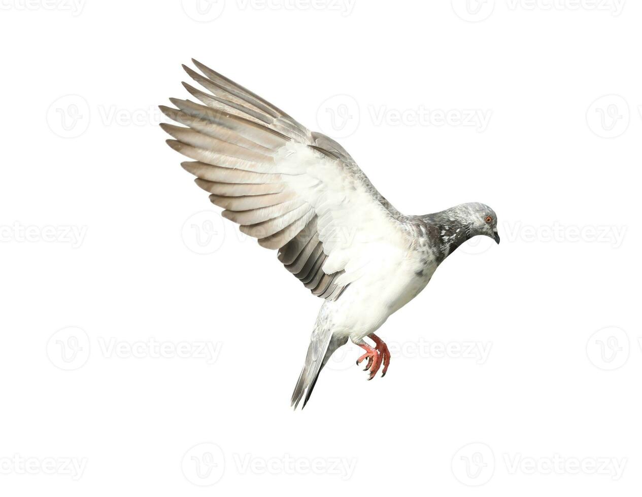 Flying pigeon in action isolated on white background. Grey pigeon in flight isolated. Front view of a dove flying isolated. photo