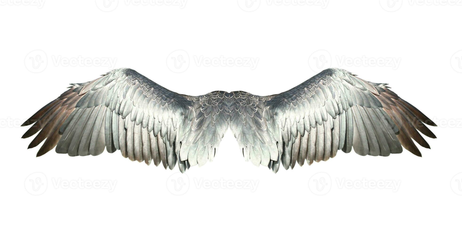 Bird wings isolated on white backround. photo