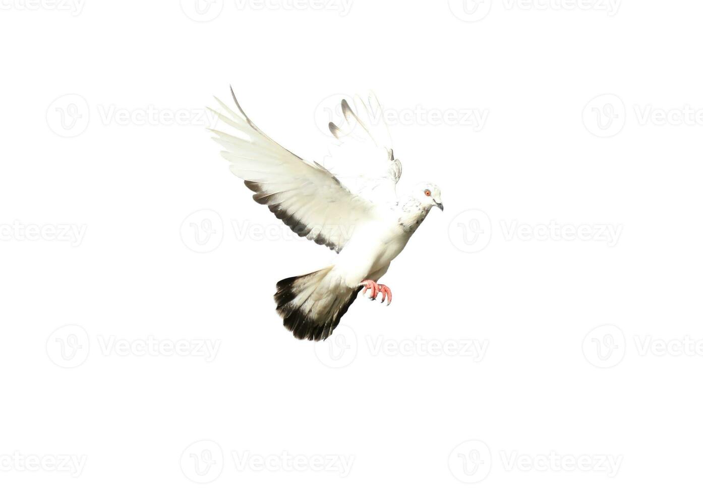 Flying pigeon in action isolated on white background. Grey pigeon in flight isolated. Front view of a dove flying isolated. photo