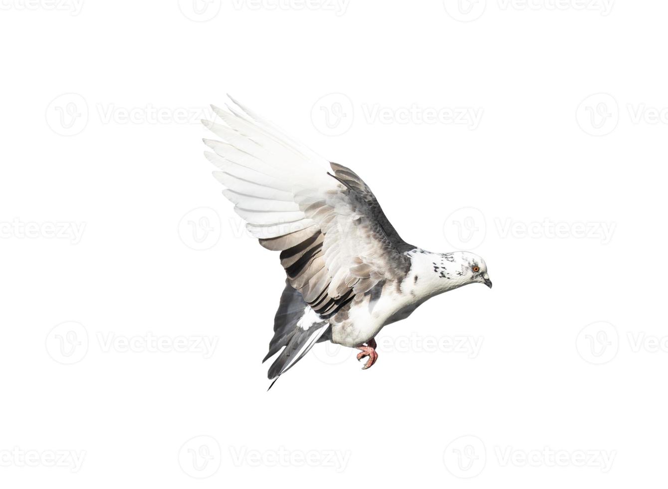 Flying pigeon in action isolated on white background. White-grey pigeon in flight isolated. Front view of a dove flying isolated. photo