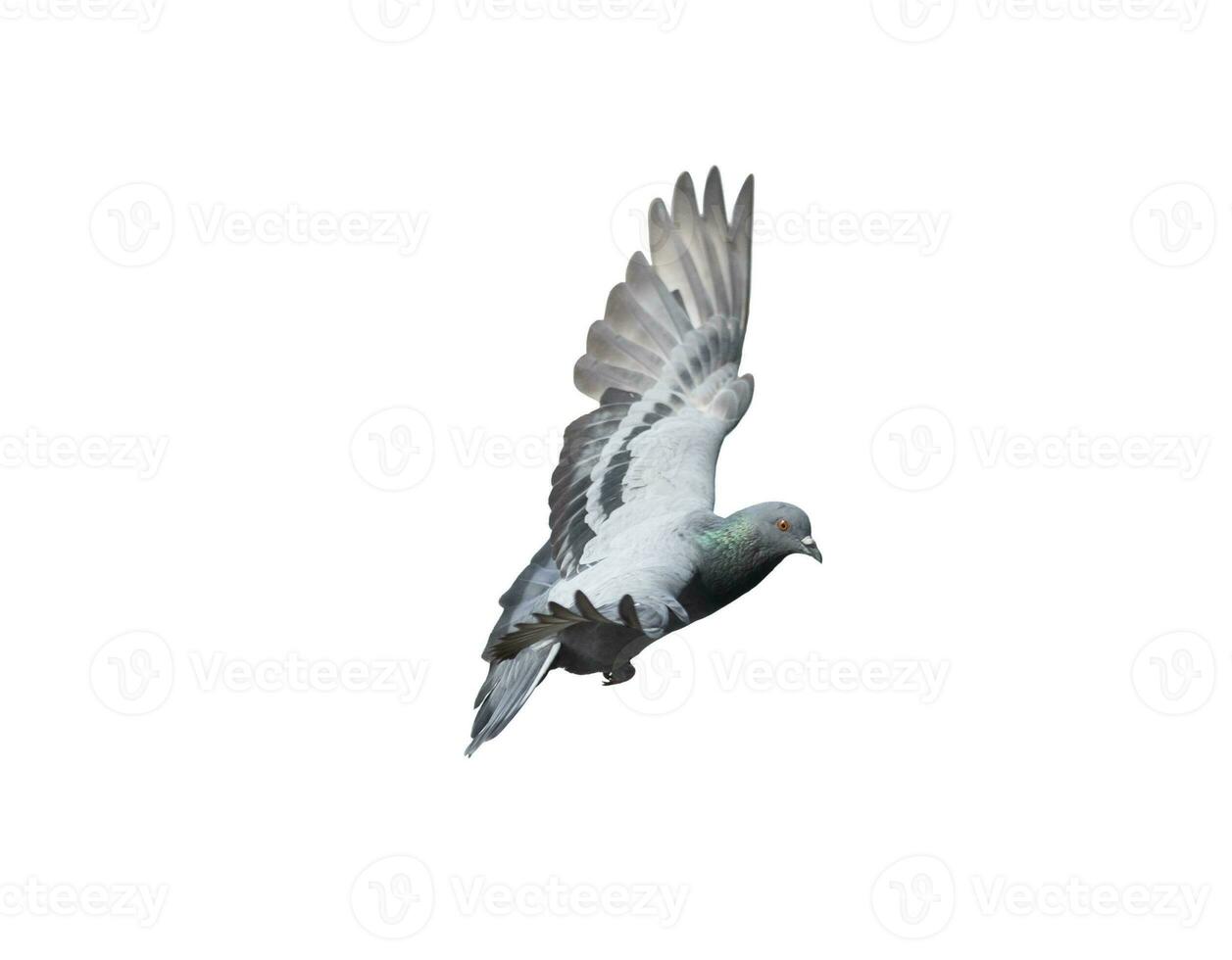 Flying pigeon in action isolated on white background. Grey pigeon in flight isolated. Side view of a dove flying isolated. photo