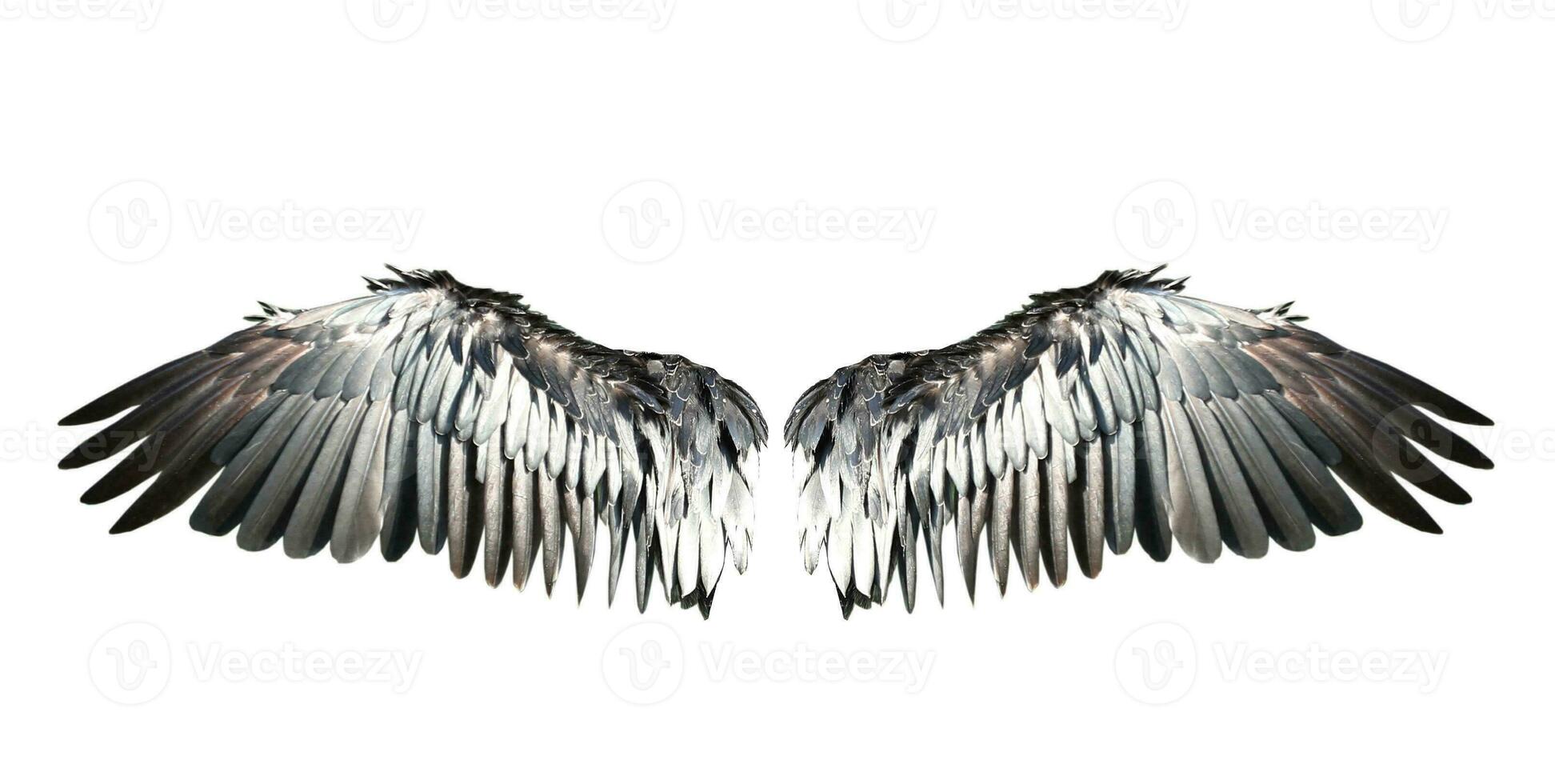 pájaro alas aislado en blanco fondo foto