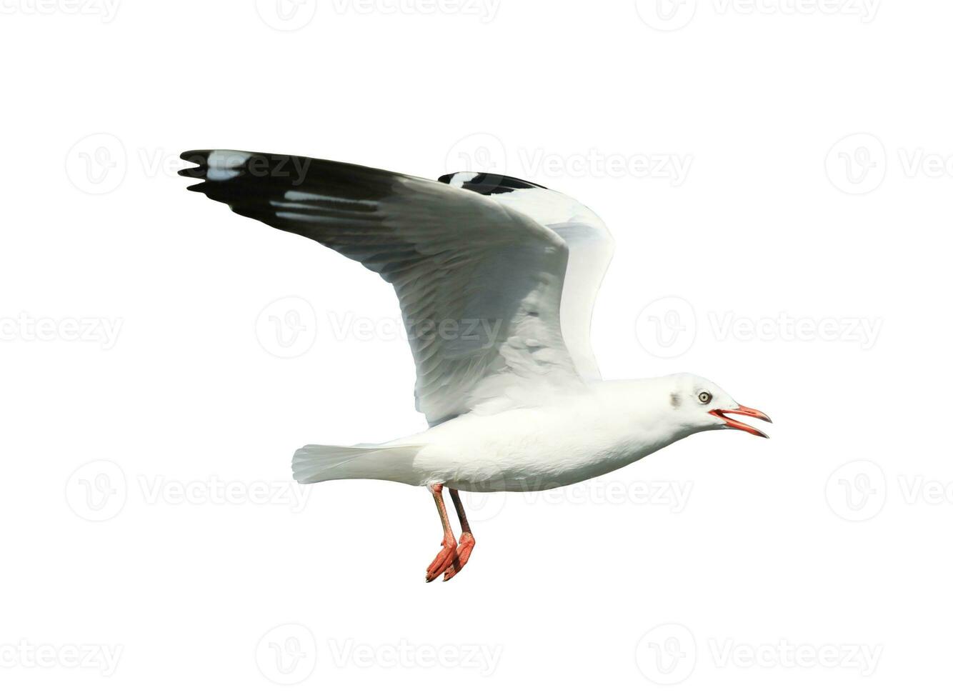 Seagull in flight isolated on white background photo