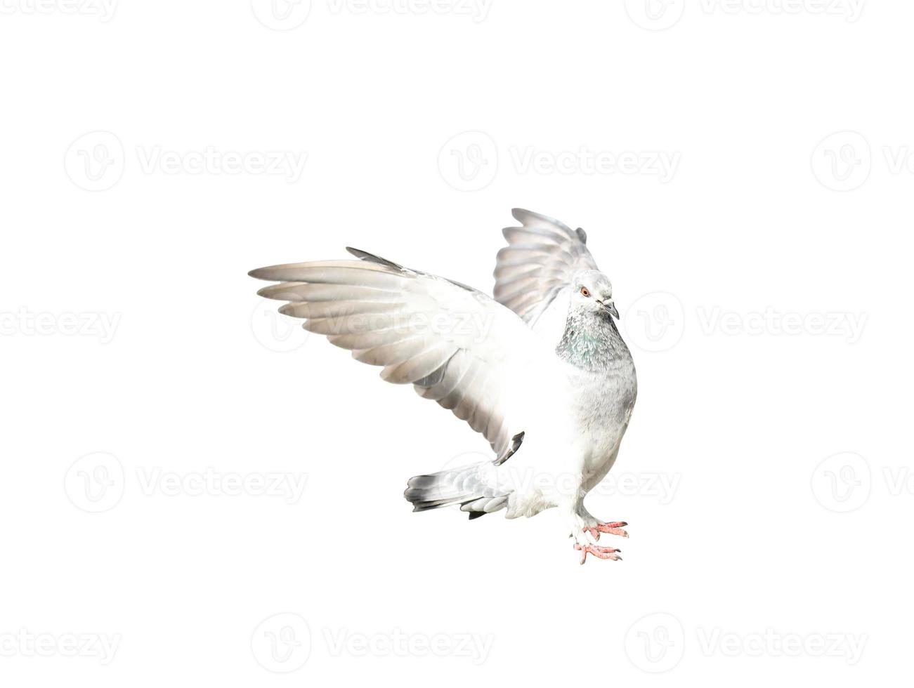 Flying pigeon in action isolated on white background. Grey pigeon in flight isolated. Front view of a dove flying isolated. photo