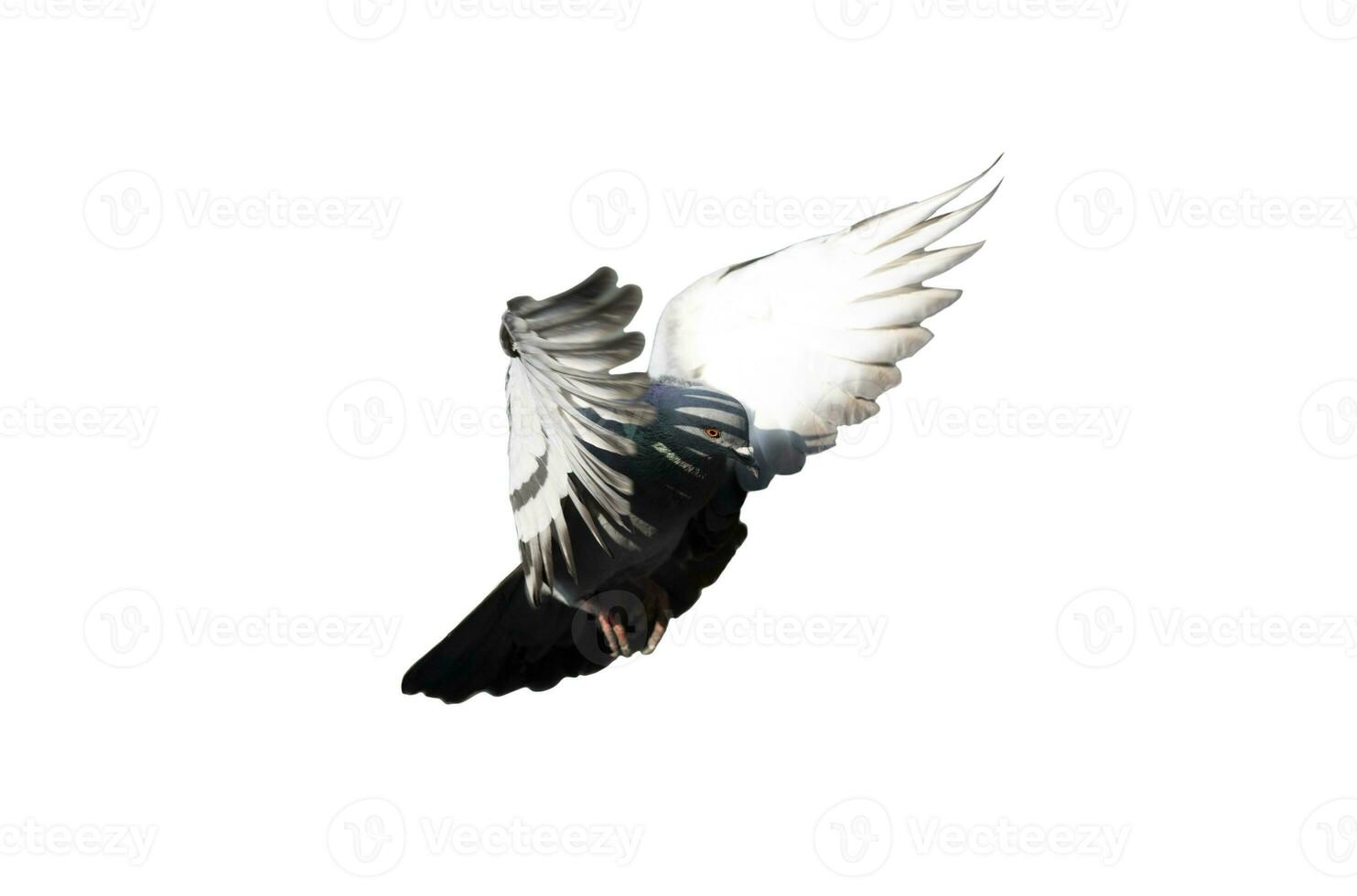 Flying pigeon in action isolated on white background. Grey pigeon in flight isolated. Side view of a dove flying isolated. photo