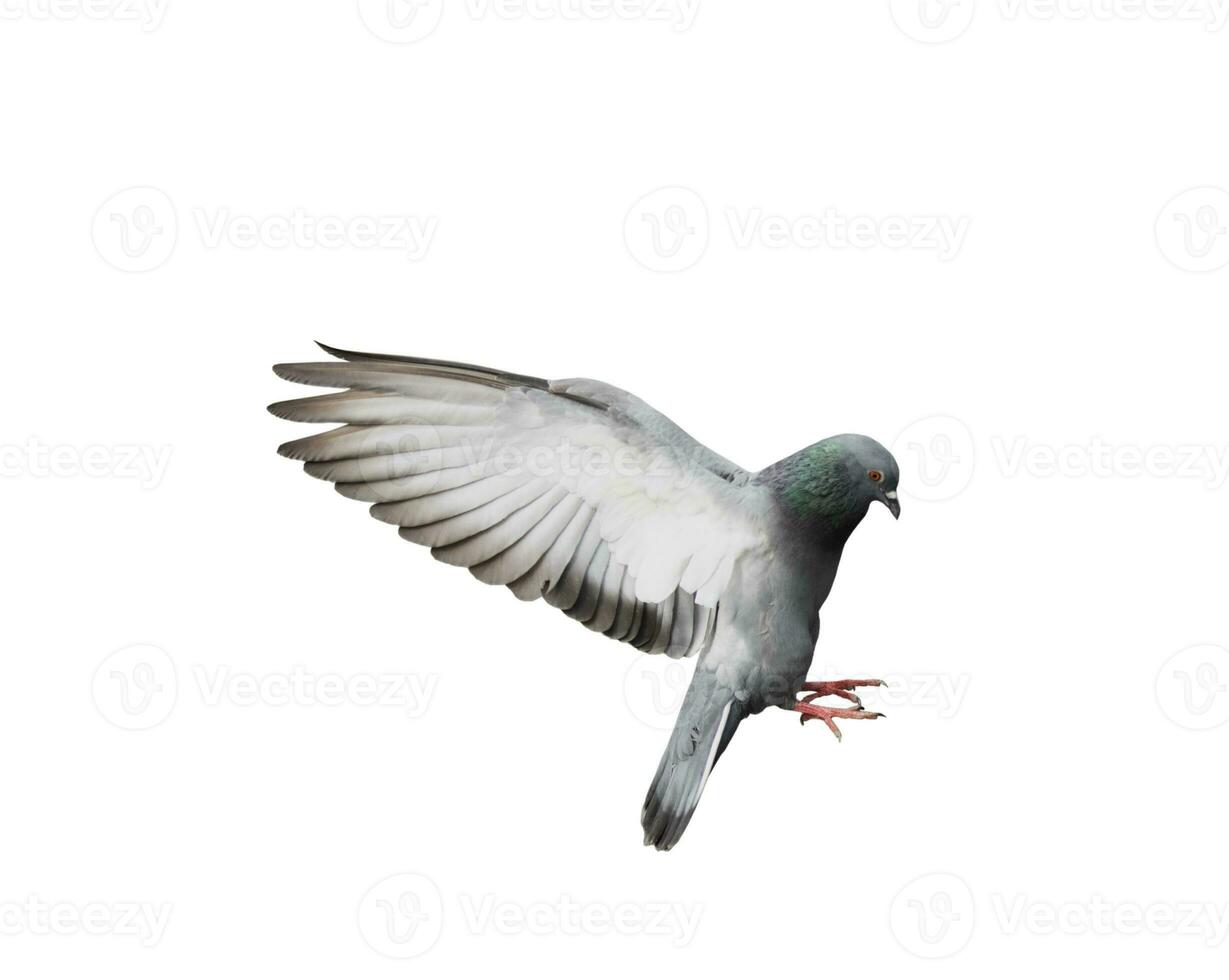 Flying pigeon in action isolated on white background. Grey pigeon in flight isolated. Side view of a dove flying isolated. photo
