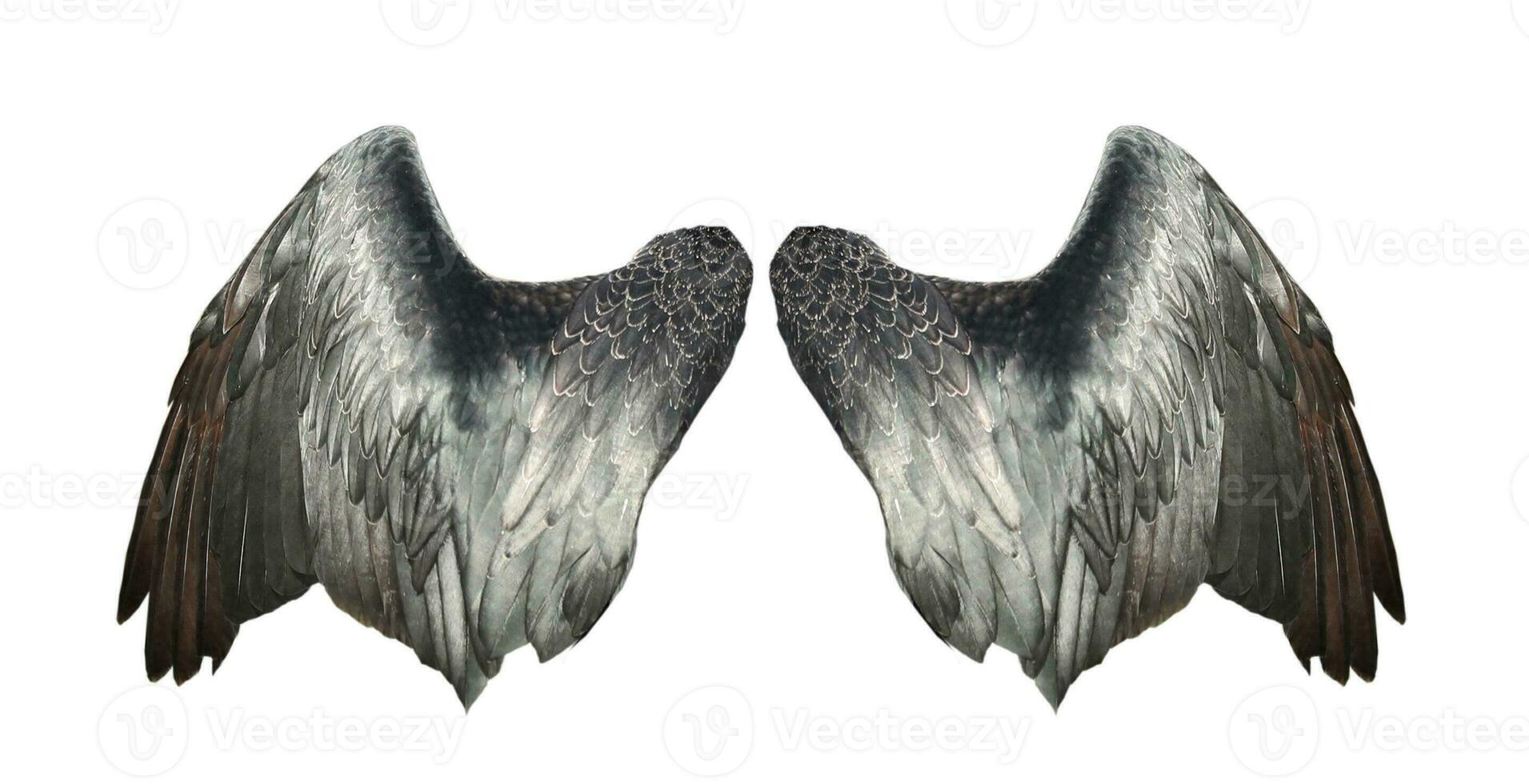 Bird wings isolated on white backround. photo