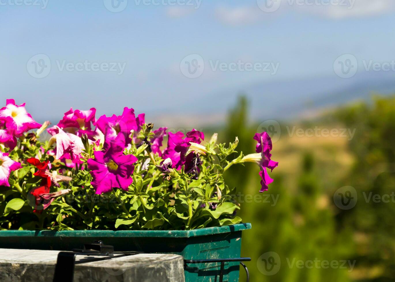 Pink flowers in basket photo